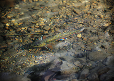 Fish Across Lane